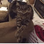 Bartholomew Buttercup Jackson - @disizbart - Instagram