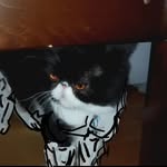 Bartholomew Jackson - @billofbisquit - Instagram
