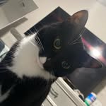 Pantha Bartholomew Jackson, III - @panthacat - Instagram
