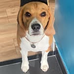 Bartholomew J Simpson - @bartholomew_beagle - Instagram