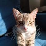 Bartholomew Simpson - @bart.holomewsimpson - Instagram