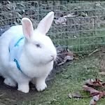 blizzard bartholomew watson - @blizzard.thebunny - Instagram