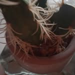Bartolo Contreras - @contrerashernandezbartololucio - Instagram