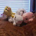 carly barton moore - @puppy_love_131 - Instagram