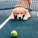 ʟᴜᴄᴋʏ ʙᴀʀᴛᴏɴ-ʀᴏɢᴇʀs - @lucky.da.pup - Instagram