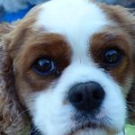Harley Barton Owen-Simpson - @harleytheblenheim - Instagram