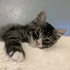 Barton Woods & Goods - @barton.woods.good - TikTok