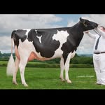 @bartonwood_holsteins - Instagram