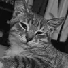 kendallbartonwood - @kendallbartonwood - TikTok