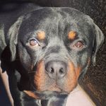 Baruch Trezze Von Deutscher - @rottweiler_baruch - Instagram