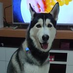 Baruch - @baruch_husky - Instagram