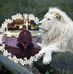 Basem Haddad - Facebook