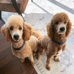 Leonidas “Leo” and Sebastian “Bash” Jones - @the_kentucky_doods - Instagram