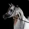 Bashar Abbas - @bashar_abbas - TikTok
