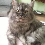 Bashar Al-hakim - @alhakimbashar - Instagram