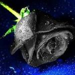 Bashar Anwar - @anwarbashar - Instagram