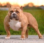 Bashar Daoud Muscletonebullys - Facebook