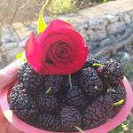 Bashar Khader - @dlo1729 - Instagram