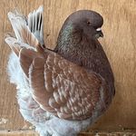 Bashar salim Alhadhrami - @alhadhrami_pigeon - Instagram