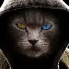 bashartahir710 - @bashartahir710 - TikTok
