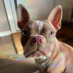 Basil Blake - @basils.pasta - Instagram
