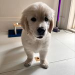 Basil Dover-Blake - @basil_goldenretriever - Instagram