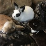 Basil, Carter, Angelo, 🌈 Genie - @leannasbunnies - Instagram