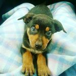 Basil Dixon - @basildixon6 - Instagram