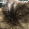 Basil Dixon - @basilcat2021 - TikTok