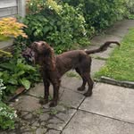 Basil Fish-Fletcher - @bas_the_doggo - Instagram