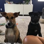 Basil & Ford - @basilthepugandfordy - Instagram
