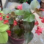 Basil Ford - Facebook
