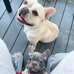 Basil and Pierre Bananas Foster - @french_quarter_frenchie - Instagram