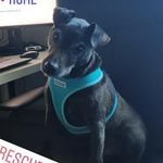 Basil - @basil_the_foster_dog - Instagram