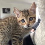 Basil - @basil_the_foster_fail - Instagram