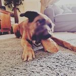Sheriar Arjani - @basil_the_foster_failure - Instagram