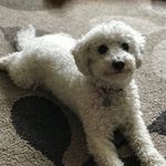 Basil Graham🐶💫 - @basilthepoochon - Instagram
