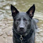 Basil Gray Wulf - @basilwulf - Instagram