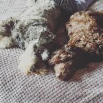 Basil & Ralphy Hamilton - @basil_and_ralphy_2020 - Instagram