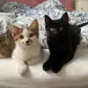 🐈‍⬛🐈🐕‍🦺 - @hamiltoncromwellbasil - TikTok