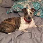 Basil Harris - @good_boy_basil - Instagram