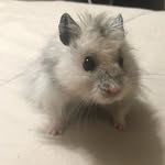 🌿 Basil Harvey 🌿 - @basil_the_fluff - Instagram