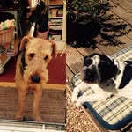 Basil Harvey - @banfield.brothers - Instagram