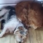 @basil_harvey_ - Instagram