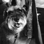 Basil Harvey Elshaug - @basilbrush_1 - Instagram