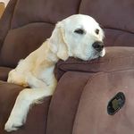 Basil & Henry - @basil_and_henry - Instagram