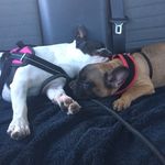 Paris,basil,henry - @xxfuzzy_babesxx - Instagram