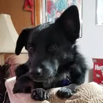 Basil Hernandez - @basiltheprotector - Instagram