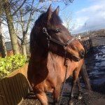 Basil Hill - @showjumping_basil - Instagram