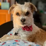 @basil_hoover_the_third - Instagram